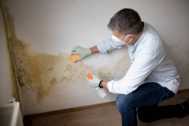 Best Environmental Consulting for Mold Prevention  in Abingdon, IL